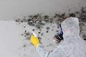 Best Attic Mold Removal in New Haven, MO